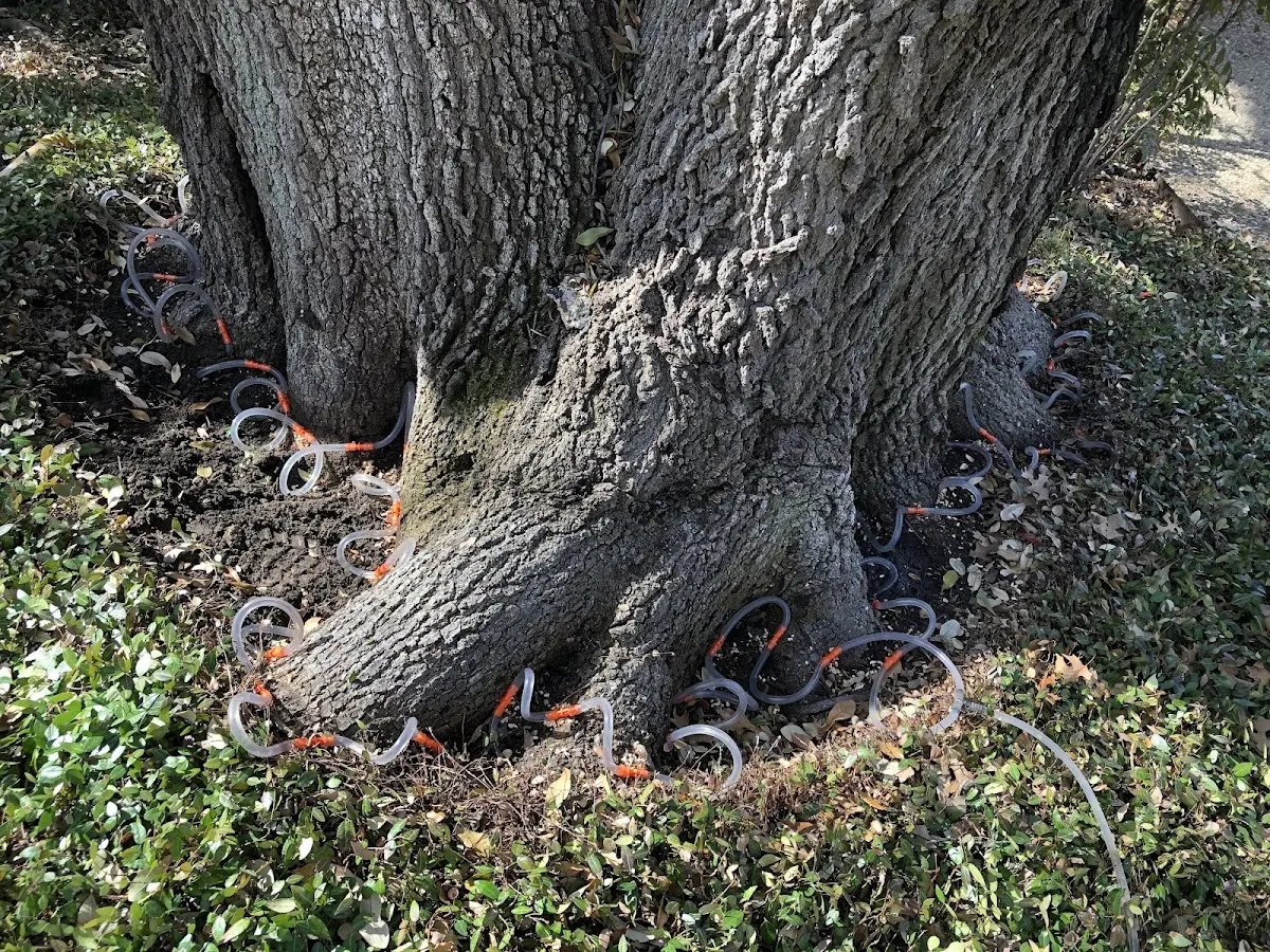 Detailed Tree Cabling and Bracing job site in New Goshen