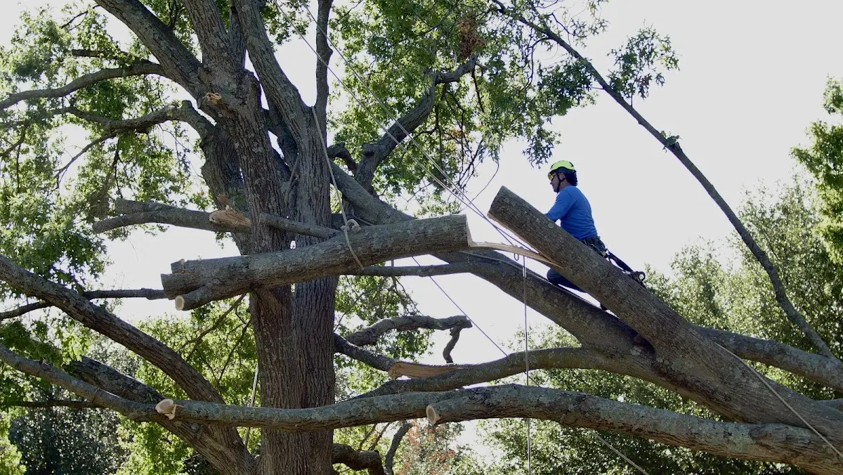 Professional Crown Thinning performed by certified arborists in New Goshen
