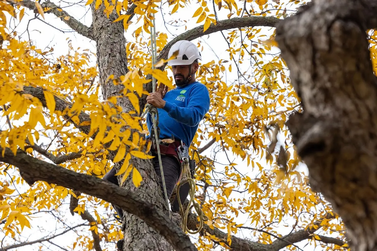 Skilled Tree Transplanting crew working in New Goshen